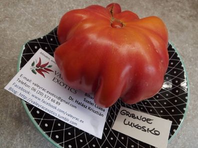 Pilzenkorb Tomate - Tomato 5+ Samen - Saatgut - Seeds -Russian Heirloom P 215