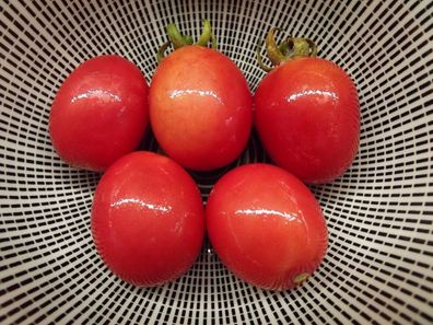 Pink Poland Tomate - Tomato aus Polen - 5+ Samen - Saatgut - Seeds - P 309