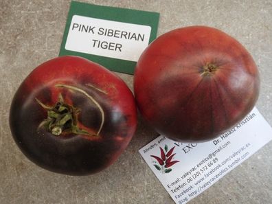 Pink Siberian Tiger Tomate - Tomato 5+ Samen - Saatgut - Seeds P 204
