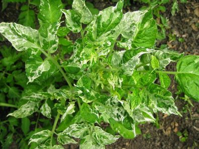 Potato Leaf Variegated Tomate - 5+ Samen - Saatgut RARITäT! P 446