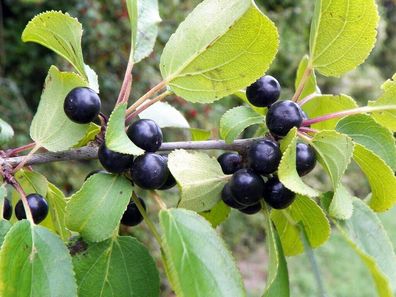 Purgier-Kreuzdorn - Rhamnus cathartica - Buckthorne 200+ Samen - Seeds E 106