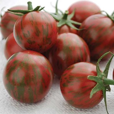 Purple Bumblebee Tomate - Tomato - 10+ Samen - Saatgut - Leckerbissen! P 067
