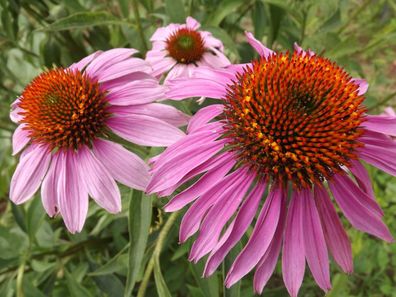 Purpur Sonnenhut - Echinacea purpurea - 50+ Samen - HOCH und SCHÖN! E 017