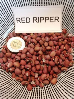 Red Ripper Augenbohne - Cowpea 5+ Samen - Seeds Ertragreiche RARITäT! H 088