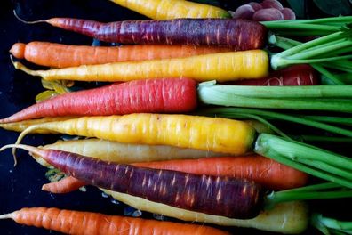 Regenbogen Mix Möhre - Karotte - Rainbow Mix Carrot - 100+ Samen - R 011
