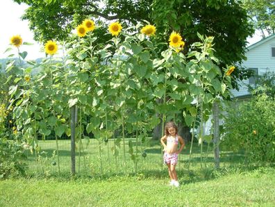 Riesen - Sonnenblume Sky Scraper - Sunflower - 20+ Samen - Rarität He 001