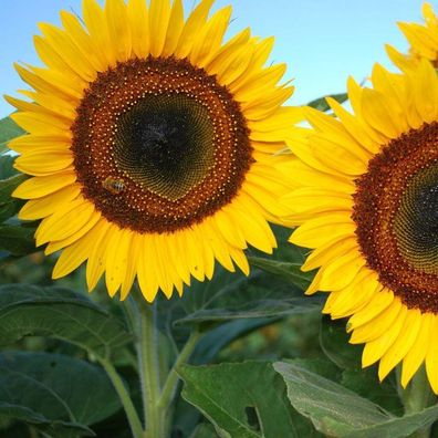 Riesen Sonnenblume Taiyo Giant Sunflower 5+ Samen - Seeds - Graines He 022