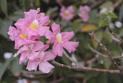 Rosa Trompetenbaum - Pink Poui - Tabebuia rosea Rosy Trumpet Tree 5+ Samen W 143