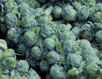 Rosenkohl - Long Island Improved - 20+ Samen Ertragreich und Winterhart! B 009