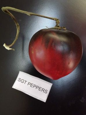 Sgt. Peppers Tomate - Tomato 5+ Samen - Saatgut - Seeds - Gemüsesamen P 266