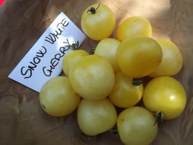 Snow White Cherry Tomate - Schneeweiß Kirschtomate 10+ Samen Ertragreich! P 170