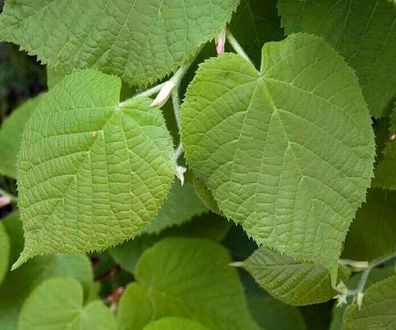 Sommerlinde - Tilia platyphyllos - Lime - Linden 100+ Samen Saatgut Seeds W 048