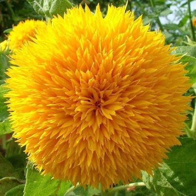Sonnenblume Teddybär - Teddy Bear - Sunflower 5+ Samen - Gefüllte BLÜTE! He 004