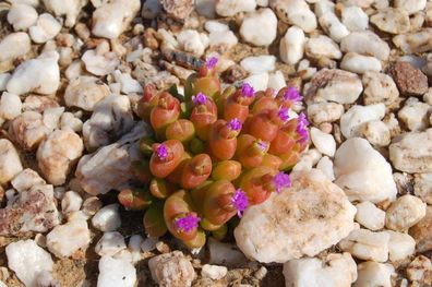 South African Dwarf Living Stone - Oophytum nanum 10+ Samen - Seeds W 178