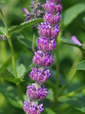 Spanische Katzenminze - Nepeta tuberosa - Catmint 10+ Samen - Seeds F 214