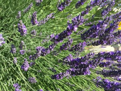 Speicklavendel - Lavandula latifolia - Portuguese lavender - 10+ Samen F 137