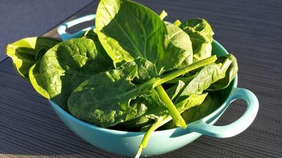 Spinat - Gigante d'Inverno - Spinach - 20+ Samen - Winterriesen! L 207