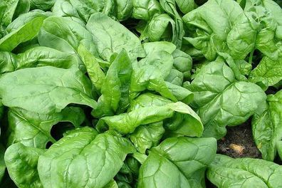 Spinat Monnopa - Bazaroet - Spinach 100+ Samen - Saatgut - Seeds - Graines L 115