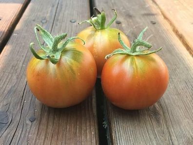Splash of Cream Tomate - Tomato 5+ Samen - Saatgut - Seeds - Gemüsesamen P 231