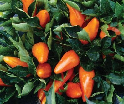 Süße Paprika - Tangerine Dream 5+ Samen - Seeds kleinwüchsige Sorte Ca 078