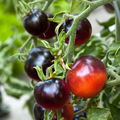 Svart Tomate - Blau Schwarz Tomato - 5+ Samen - Saatgut - Seeds - RARITäT! P 004