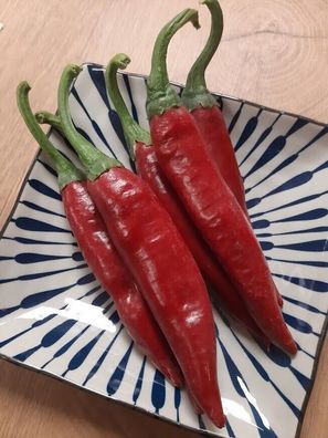 Szegedi Gewürzpaprika - Chili Süß 5+ Samen Seeds Original Ungarische! Ca 075