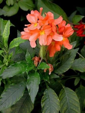 Tapirblume - Crossandra infundibuliformis Firecracker Flower 25+ Samen W 157