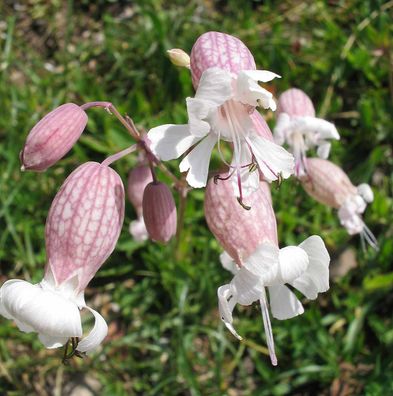 Taubenkropf-Leimkraut - Silene vulgaris - Bladder campion 25+ Samen E 194