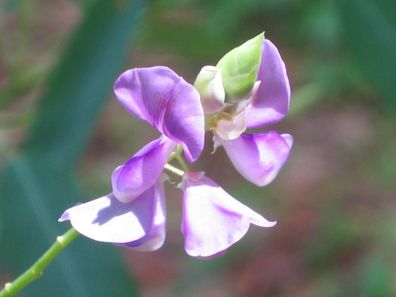 Telegraphenpflanze - Codariocalyx motorius - Telegraph Plant W 5+ Samen W 139