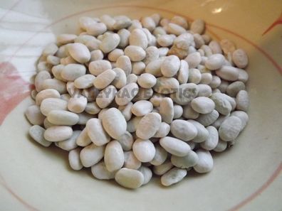 Teparybohne - To: ota Bawi, White Tohono O'Odham Tepary Bean - 5+ Samen H 023