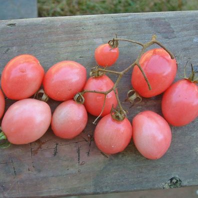 Tomate - Pearly Pink Cherry - 10+ Samen ROSA und Ertragreich! P 076
