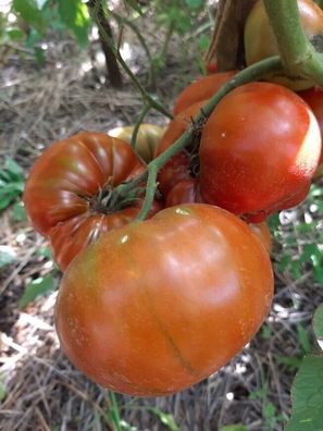Tomate Abraham Brown 5+ Samen - Seeds - Graines - Gemüsesamen P 382