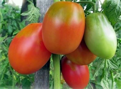 Tomate Altaechka - Ochsenherz aus Altai - russische Stabtomate 5+ Samen P 097
