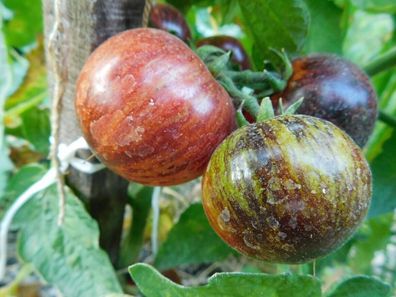 Tomate Antho Striped Dwarf aus den USA 5+ Samen - Seeds - Graines P 478