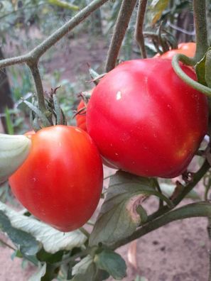 Tomate aus Szentbékkálla - ungarische Ochsenherztomate 5+ Samen Seeds P 488