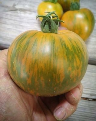 Tomate Babylon Glow 5+ Samen - Seeds - samenfeste Stabtomate aus den USA P 424