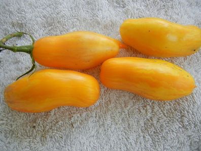 Tomate Banana legs 10+ Samen - Saatgut - Seeds - Fleischig und FEIN! P 163