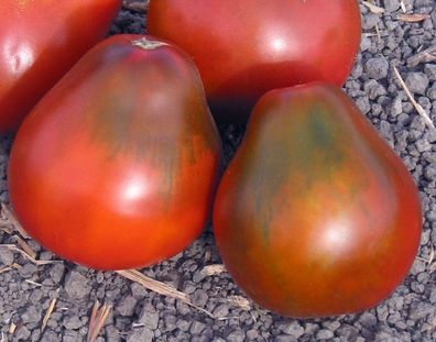 Tomate Black Pear 5+ Samen - Seeds - Graines - FEIN und Exotisch! P 440