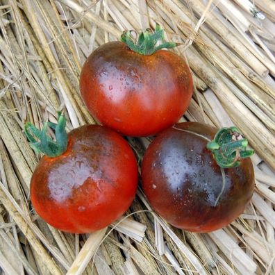 Tomate Blue Streak 5+ Samen - Saatgut - Blaue RARITäT! P 022