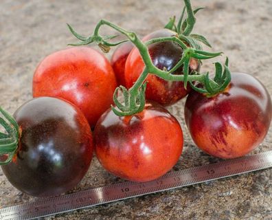 Tomate Bosque Blue 5+ Samen - Seeds - grössere Kirschtomate aus den USA P 400
