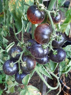 Tomate Cosmos 10+ Samen - Seeds - Graines - Gemüsesamen Stabtomate aus USA P 389