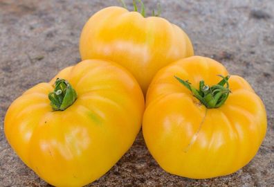 Tomate Dwarf Perfect Harmony 5+ Samen - Seeds Fleischtomate aus den USA P 456