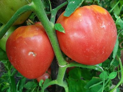 Tomate Honig Ochsenherz - Bychy Myod 10+ Samen - Saatgut - Seeds Graines P 368