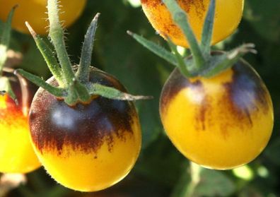 Tomate Indigo Kumquat Cherry - 5+ Samen - Atemberaubend und FEIN! P 182