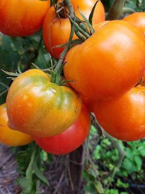 Tomate Karma Peach 5+ Samen - Seeds - Graines - Gemüsesamen P 384