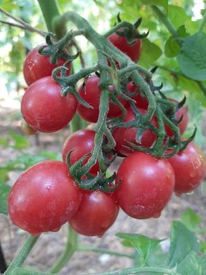 Tomate Lea von Anne Marie - Tomato 10+ Samen - Saatgut - Seeds Multiflora P 367