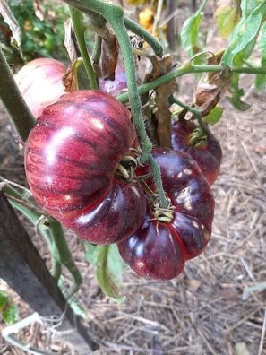 Tomate Lovely Lush 5+ Samen - Seeds - Graines - Gemüsesamen P 383