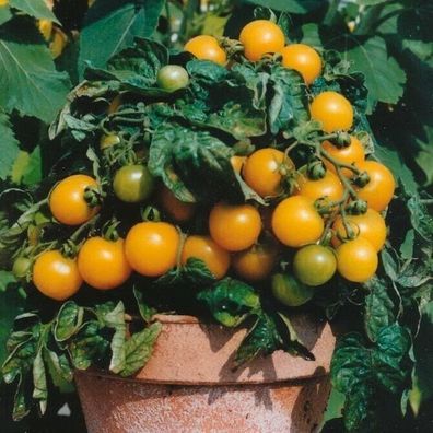 Tomate Nebolshoy Limon - Mini Tomato - 5+ Samen - Saatgut - Zwerg Tomate P 169