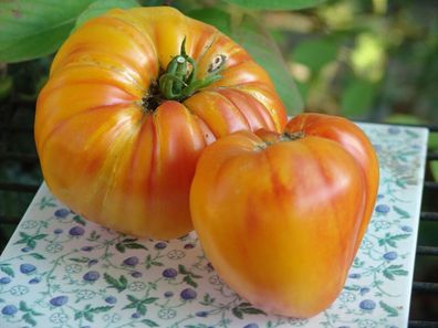Tomate Oxheart Orange - Ochsenherz Orange - 5+ Samen - Seeds - RIESEN! P 433