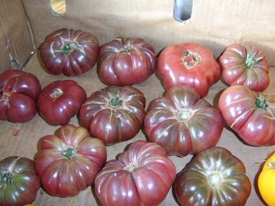 Tomate Purple Calabash 10+ Samen - Seeds - Graines - SAFTIG und FEIN! P 043